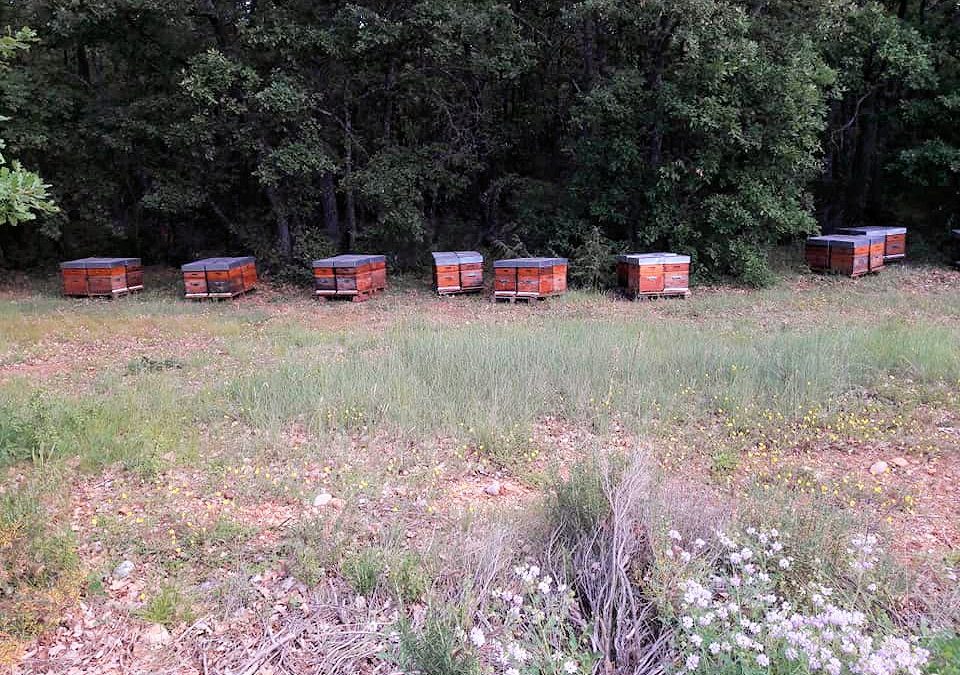 Transhumance des abeilles juin 2021